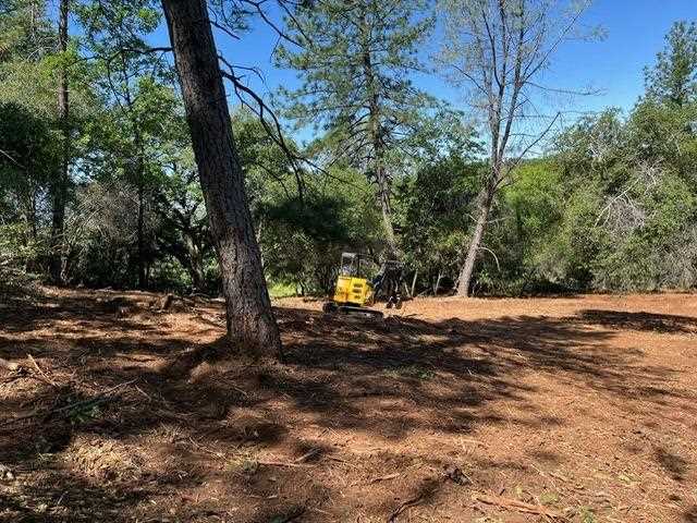 Cleared land among mature trees