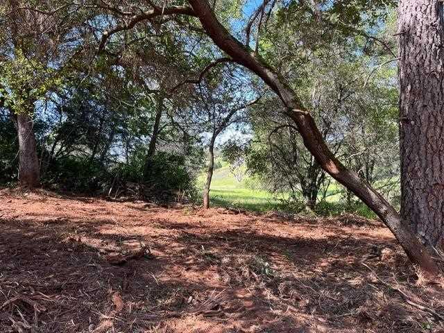 Tree canopy and sloped ground