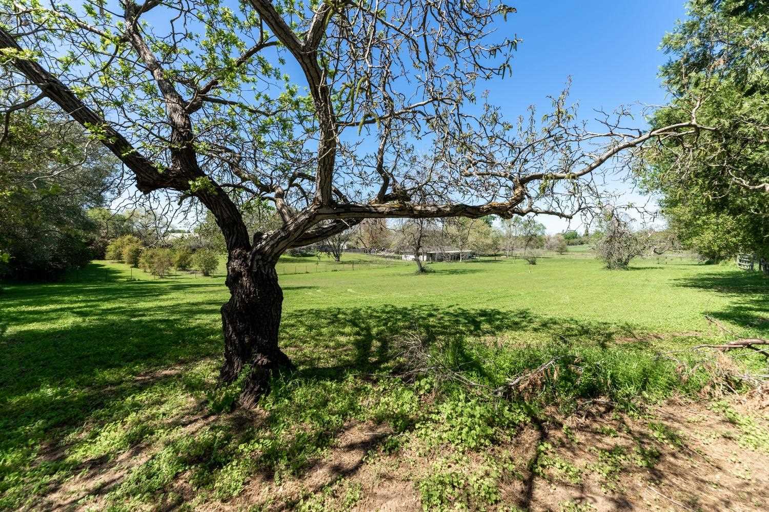 Open grassed acreage and mature tree